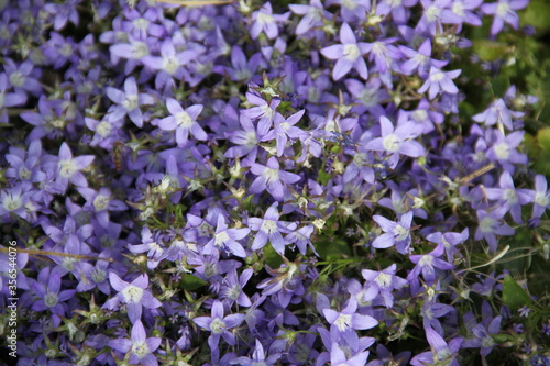 Cute purple spring flower bed