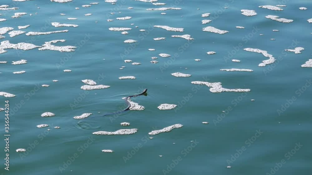 The dice snake (Natrix tessellata) floating on the surface of the water, Hadzhibeysky estuary, Ukraine The dice snake (Natrix tessellata) floating on the surface of the water, Hadzhibeysky estuary, Ukraine
