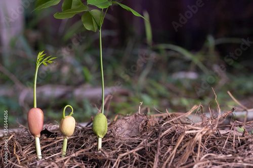 Seedlings afzelia xylocarpa Agriculture thailand photo