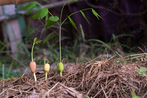 Seedlings afzelia xylocarpa Agriculture thailand