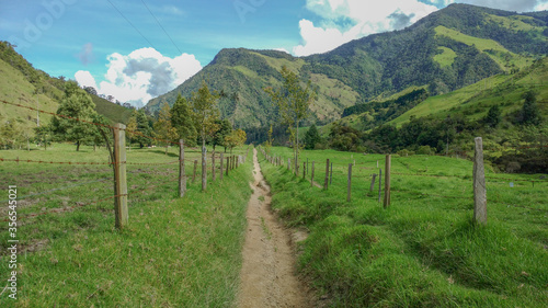 road in middle of the forest