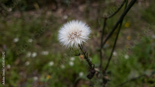 flower in the middle of de forest