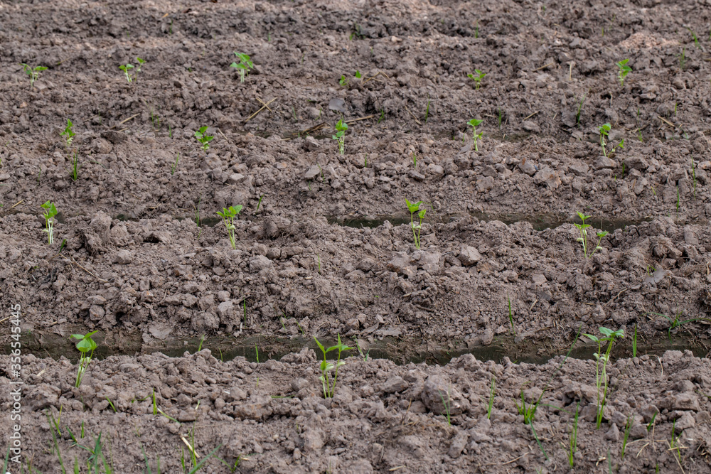 Planting beans Planting beans