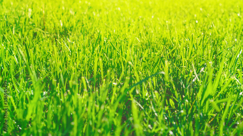 Grass of lawn in warm sunshine.