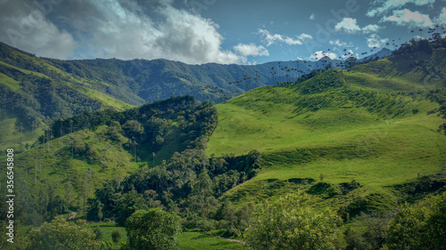 landscape with a forest, sky, tree