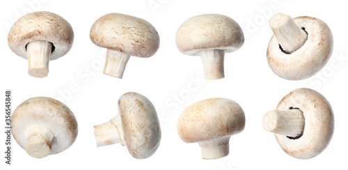 Set with fresh champignon mushrooms on white background