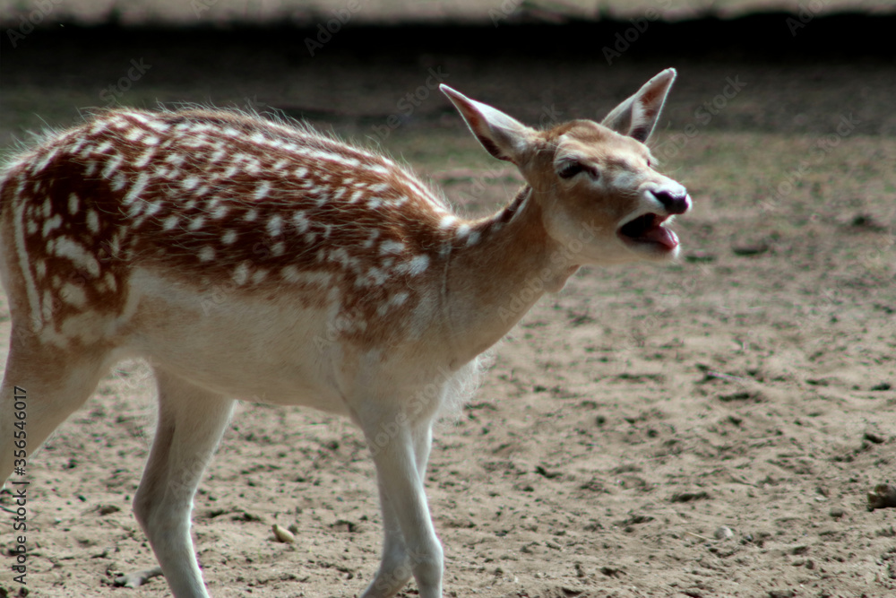 Female fellow deer roars for somebody Female fellow deer roars for somebody