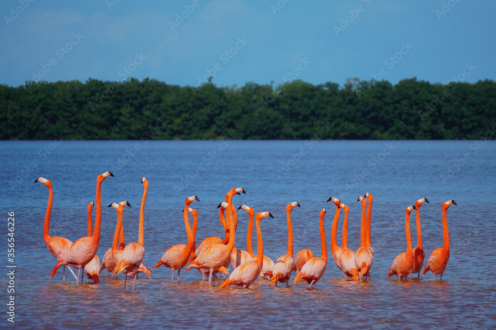 Obraz premium Celestun, Yucatan, Mexico: American flamingos - Phoenicopterus ruber - wading in the shallow waters of the Celestun Biosphere Reserve.