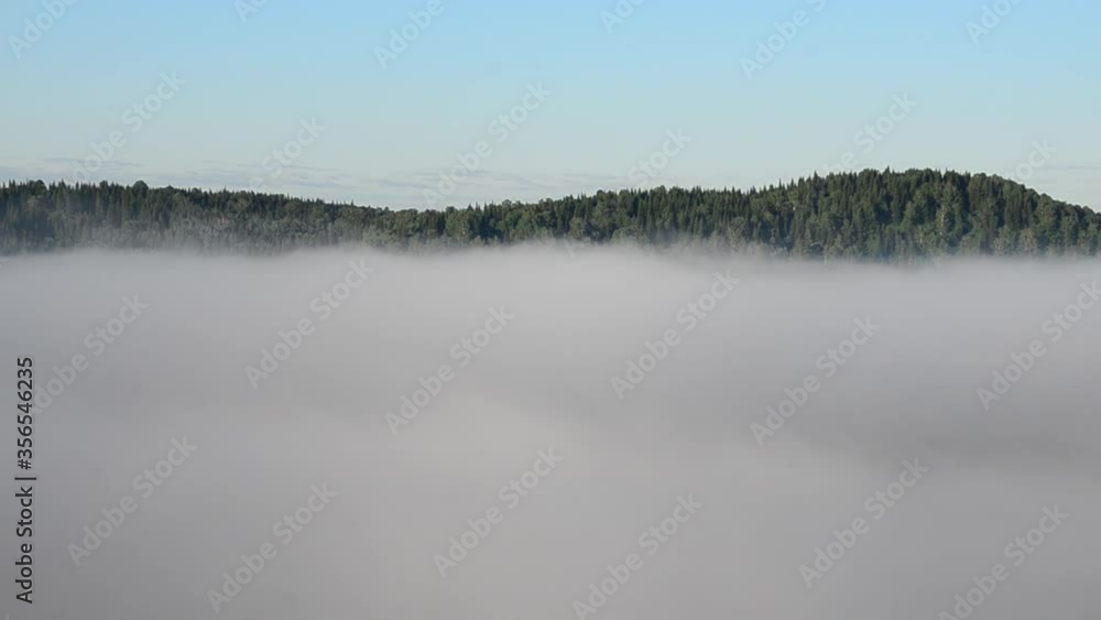 thick fog covered with thick coniferous forest thick fog covered with thick coniferous forest