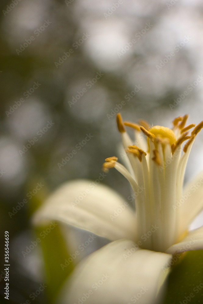 Obraz premium flor de limonero macro, bokeh