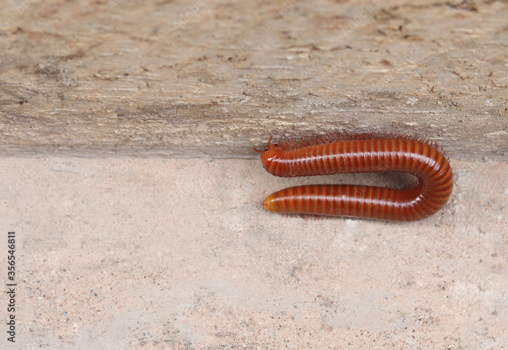 Millipede (class Diplopoda) is moving on the concrete floor beside the brick cement wall in day light, group of arthropods characterised by having two pairs of jointed legs on most body segments. Millipede (class Diplopoda) is moving on the concrete floor beside the brick cement wall in day light, group of arthropods characterised by having two pairs of jointed legs on most body segments.