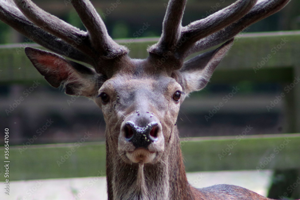 Male red deer with majestic antler