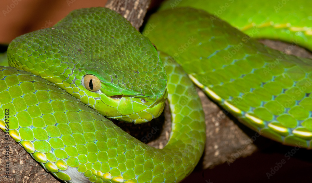 Obraz premium Venomous green viper