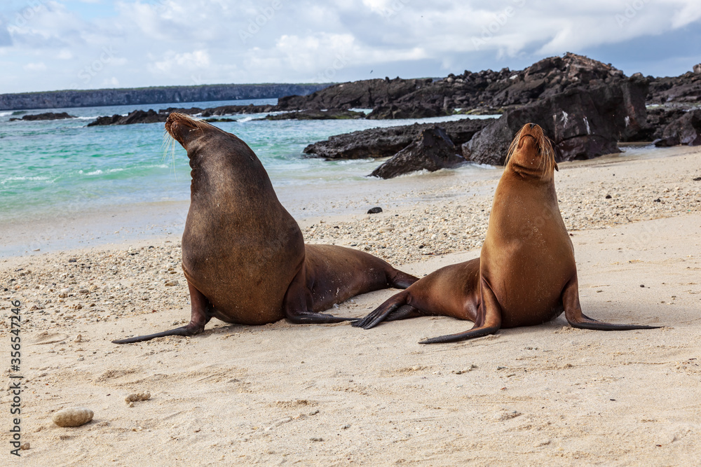 Fototapeta premium Couple of sea lions on the beach of Genovesa Island