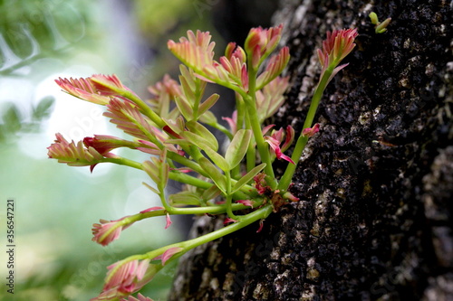 Tropical elite tree , tamarind leaf top 