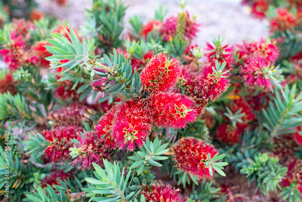 Red Cluster Bottlebrush Flowering Shrub with Red Flowers. Red Cluster Bottlebrush Flowering Shrub with Red Flowers.