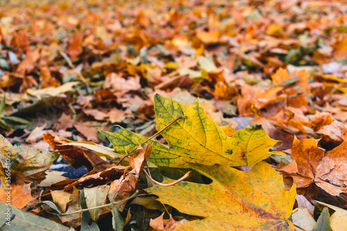 Beautiful yellow maple leaves on sunny day and blurry background. Golden autumn in city park. Close up, macro shot. Fall Scene. 