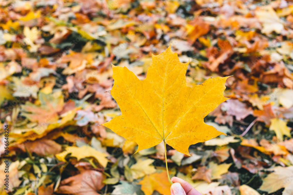 Beautiful yellow maple leaves on sunny day and blurry background. Golden autumn in city park. Close up, macro shot. Fall Scene. Beautiful yellow maple leaves on sunny day and blurry background. Golden autumn in city park. Close up, macro shot. Fall Scene.