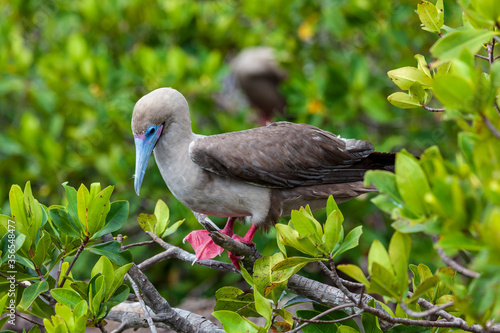 Tapeta Red-footed booby in its habitat