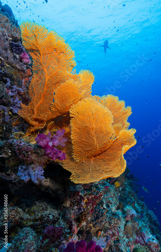 Coral reef with shark, bright orange sea fan
