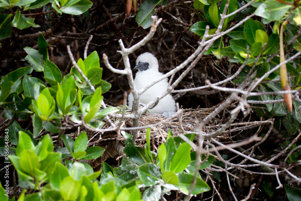 Obraz premium Red-footed, booby nestling