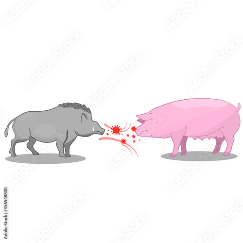 Wild boar direct contact to domestic pig