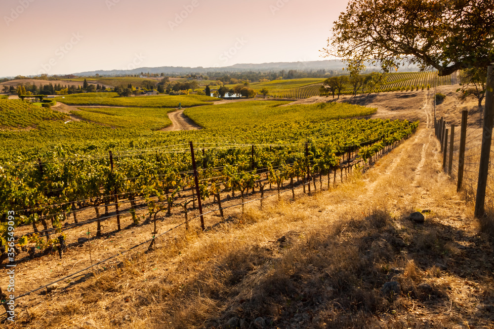Sunset on Vineyard at Winery, Napa, California, USA