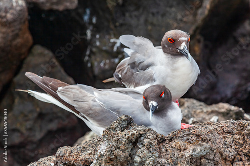 Gull furcatus on Genovesa Island photo