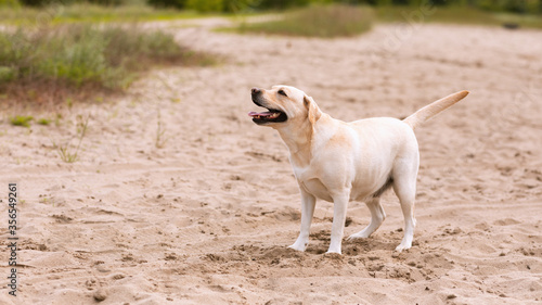 Labrador retriever dog looking up, having walk