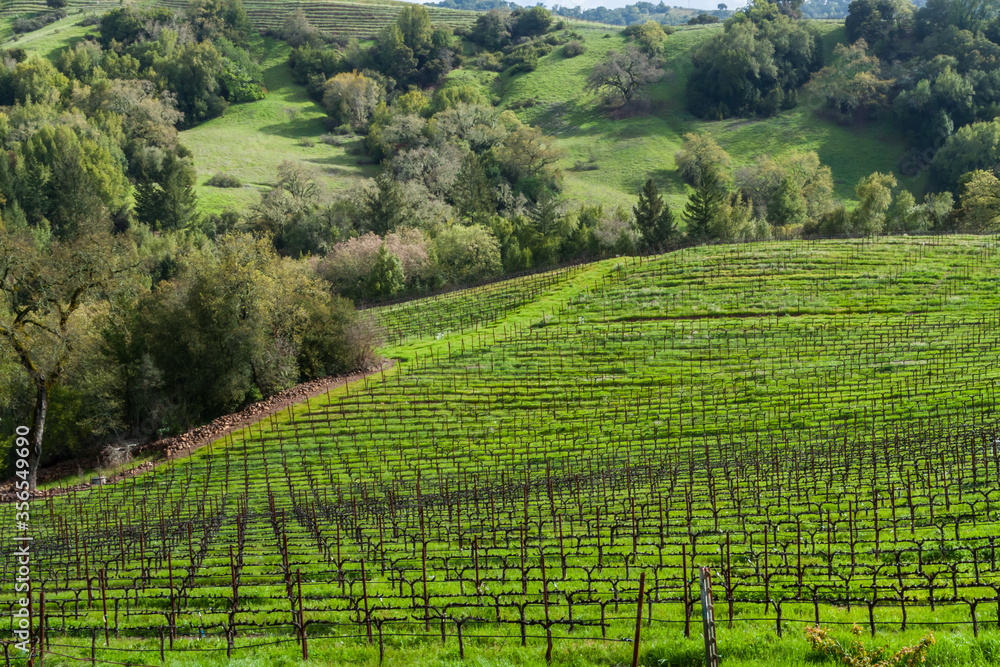 Vineyards and Rolling Hills on Redwood Road,Napa Valley,California,USA