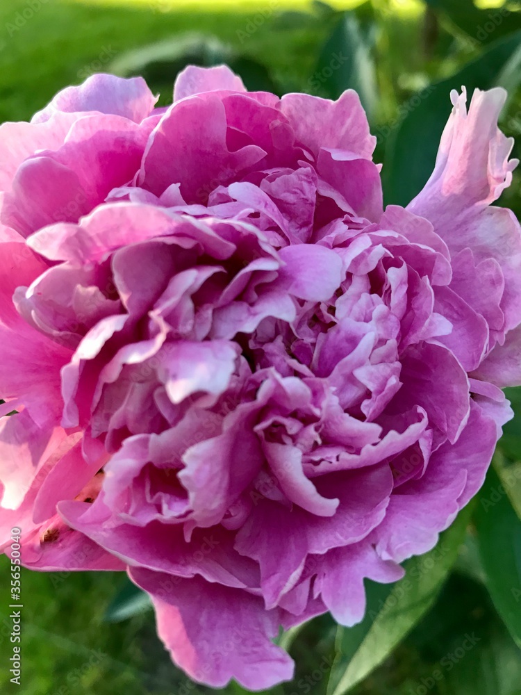 Pink Peony Bloom 