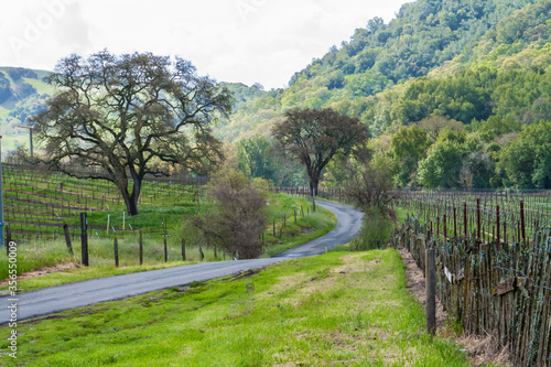 Old Wooden Fence Winding Through the Rolling Hills of Vineyards,Carneros Region, Napa Valley,California,USA