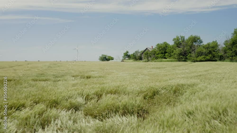 Aerial: Abandoned wooden house in a wheat field. Kansas, USA Aerial: Abandoned wooden house in a wheat field. Kansas, USA