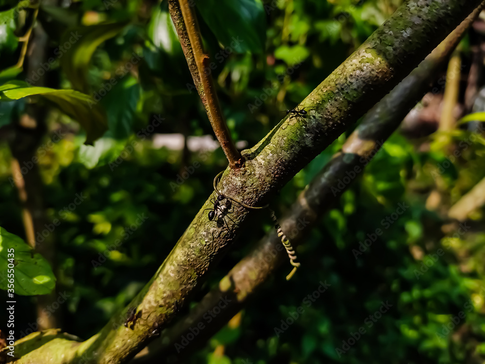Polyrhachis is a genus of formicine ants found in the Old World with over 600 species. Polyrhachis is a genus of formicine ants found in the Old World with over 600 species.