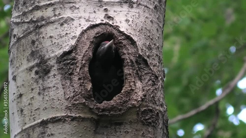 giovane picchio nero