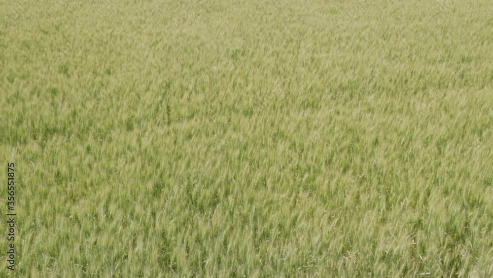 Aerial: Wheat field swaying around in the wind. Kansas, USA Aerial: Wheat field swaying around in the wind. Kansas, USA