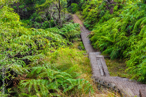 The Pihea Trail Leads Through The Alaka'i Swamp, Koke'e State Park, Kauai, Hawaii, USA photo