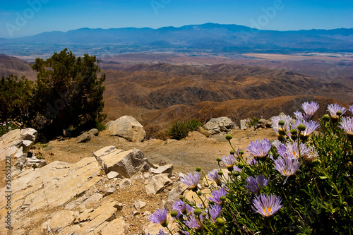 Mojave Asters(Machaeranthera tortifolia) and Little  San Bernadino Mountains From Keys View, Joshua Tree National Park,California,USA photo