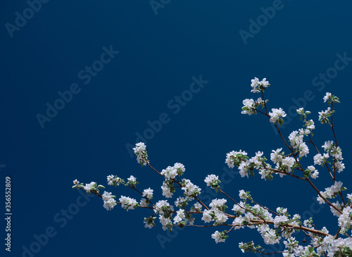 Apple blossoms and blue sky. Spring flowers in dramatic color sky. Image with space for text.