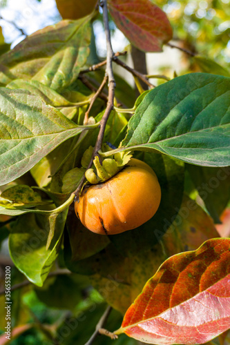 orange fruit on a tree