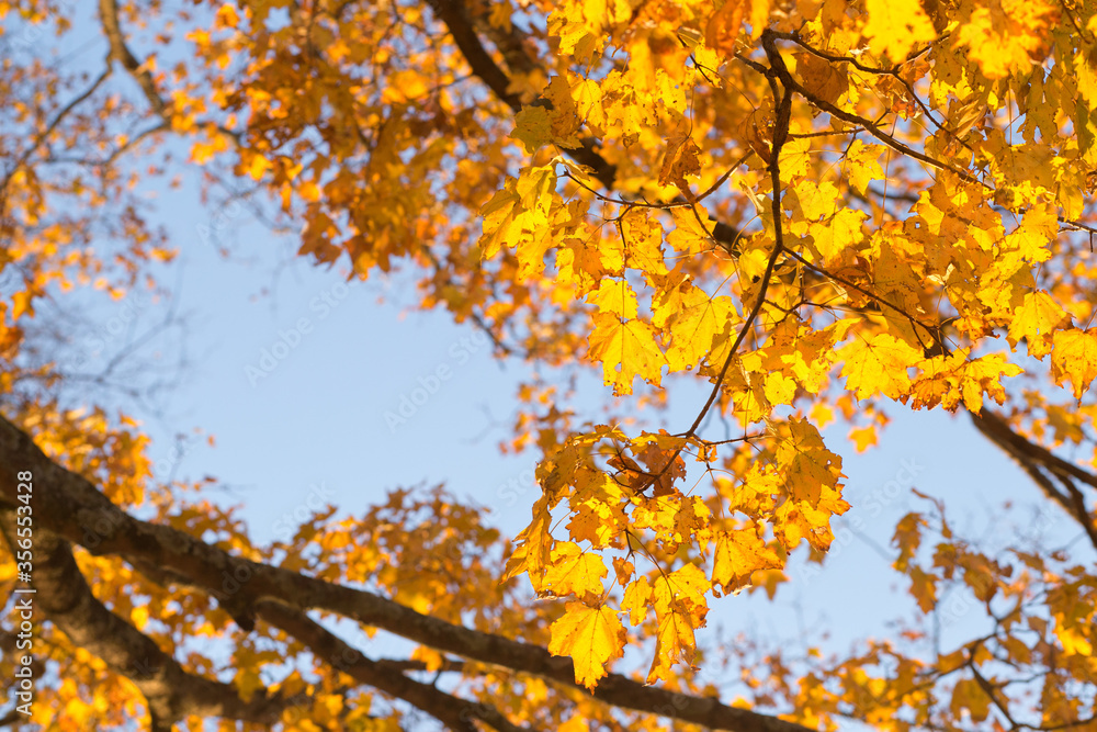 autumn leaves against blue sky