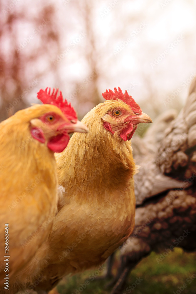 free range chicken free range chicken