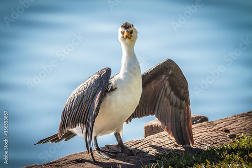 Australian pied cormorant (Phalacrocorax varius)