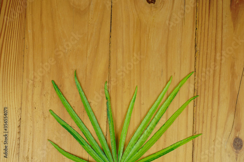 tropical plant leaves on wooden vintage background