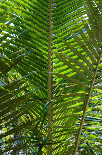 Green Leaf of Coconut  or Cocos Nucifera is botanical name  for Natural Background.