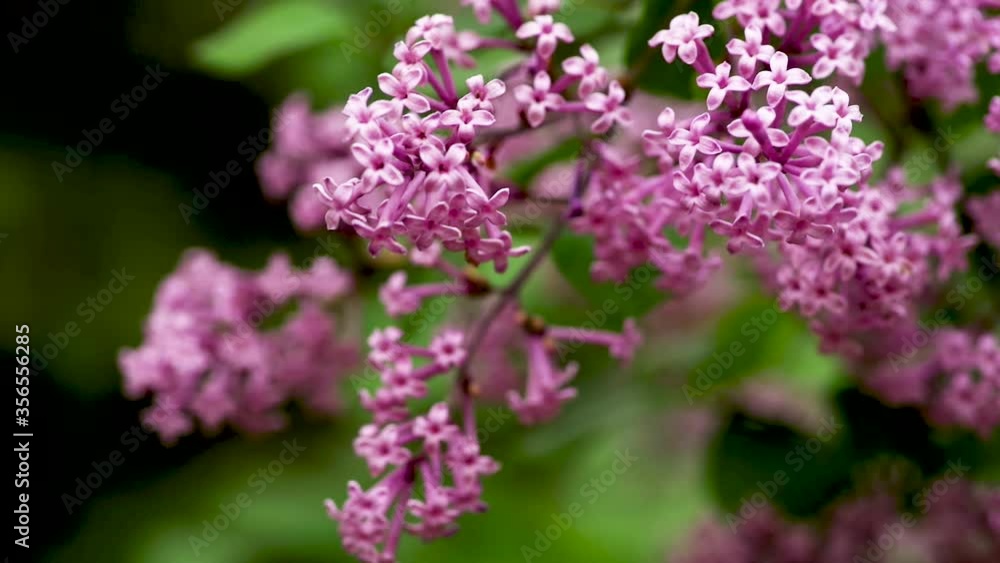 Lilac flower in the garden on a green background Lilac flower in the garden on a green background