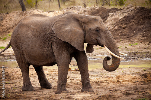A wild african elephant curls its trunk for a drink in drought stricken Africa.