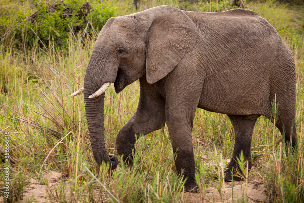 A young elephant smiles and prances on a game reserve in East Africa.