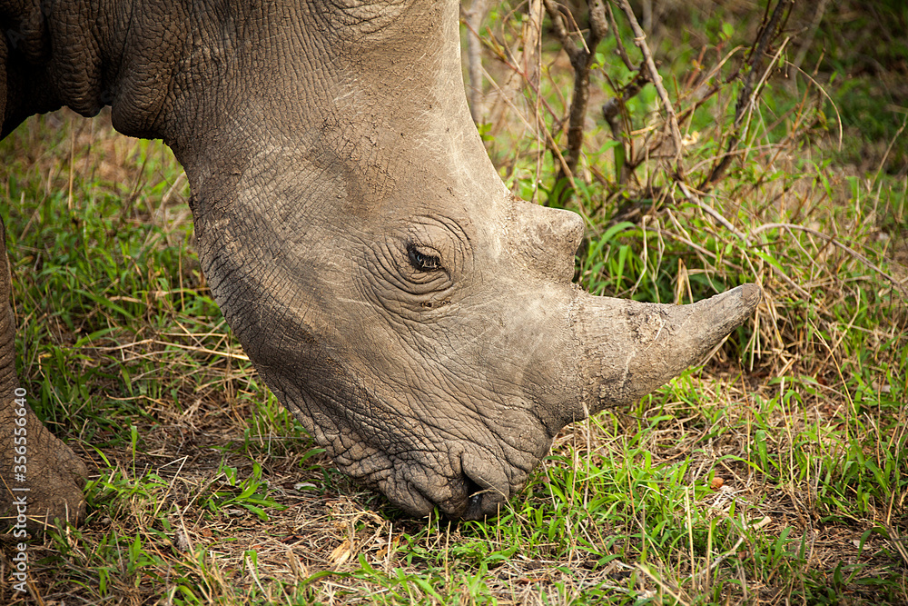 Obraz premium A closeup photo shows an African Rhino grazing.