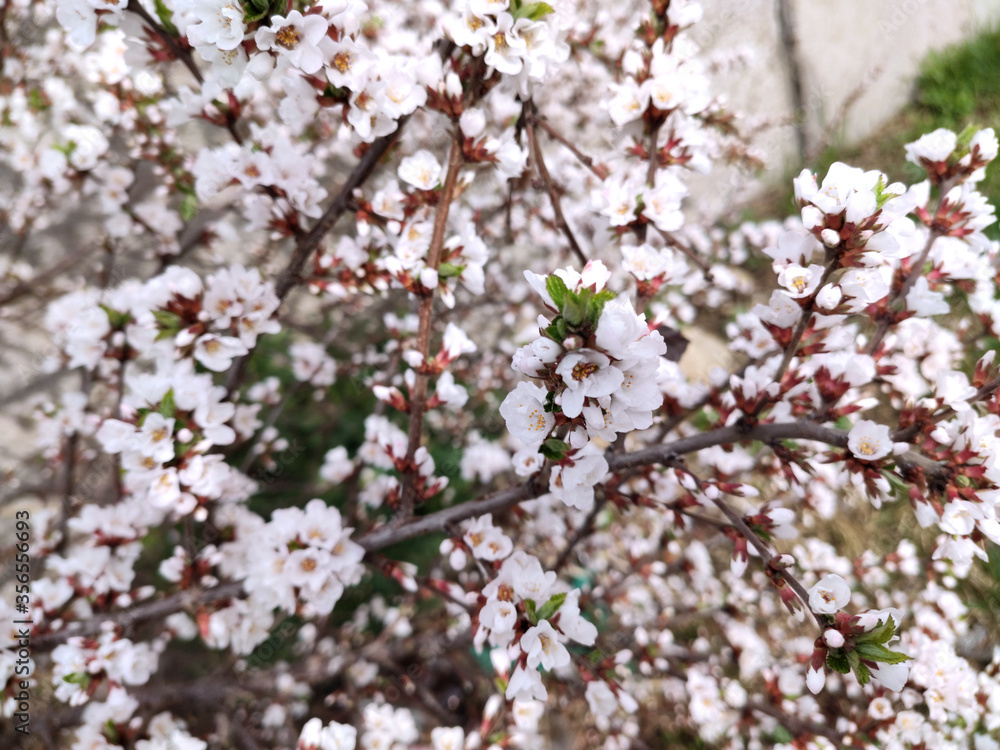 background of many cherry flowers with a pink tinge